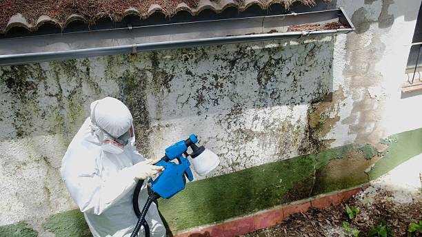 Trusted Mold Testing service in Temple Hills, MD - Cheap Mold Removal